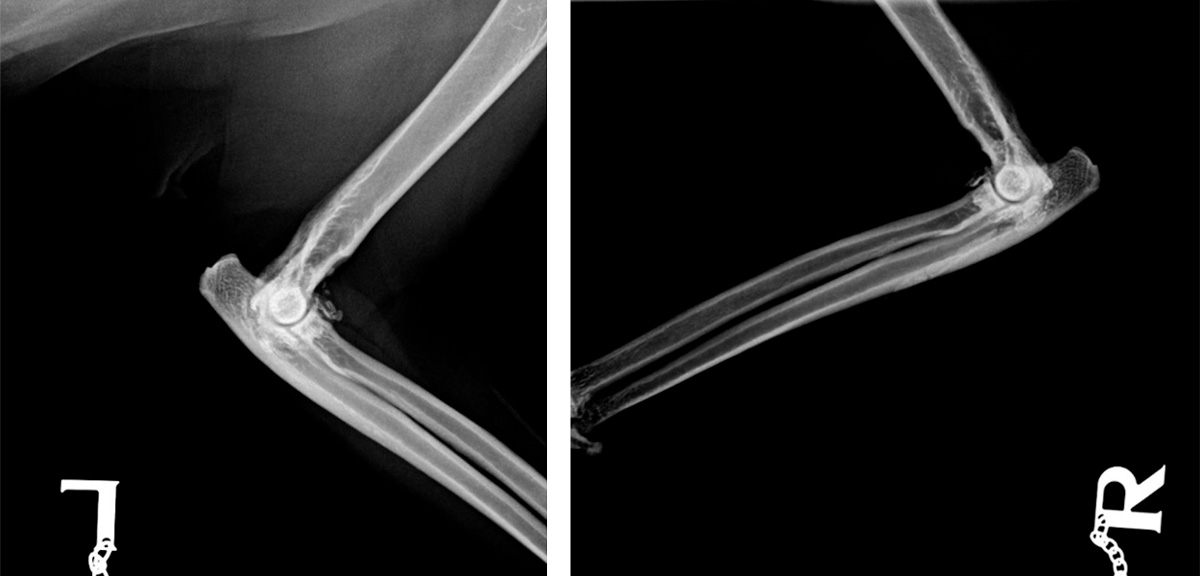 feline osteoarthritis | Elston Vets