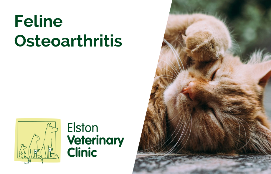 Feline Osteoarthritis