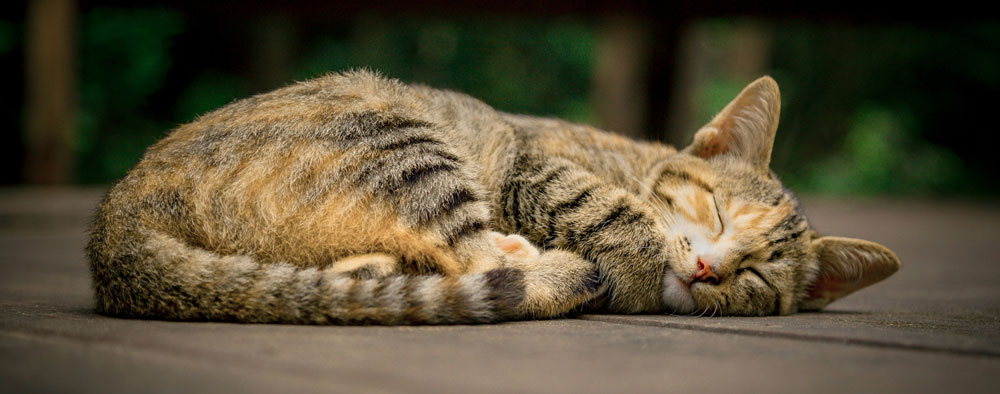 feline osteoarthritis | Elston Vets