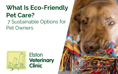 What Is Eco-Friendly Pet Care? 7 Sustainable Options for Pet Owners