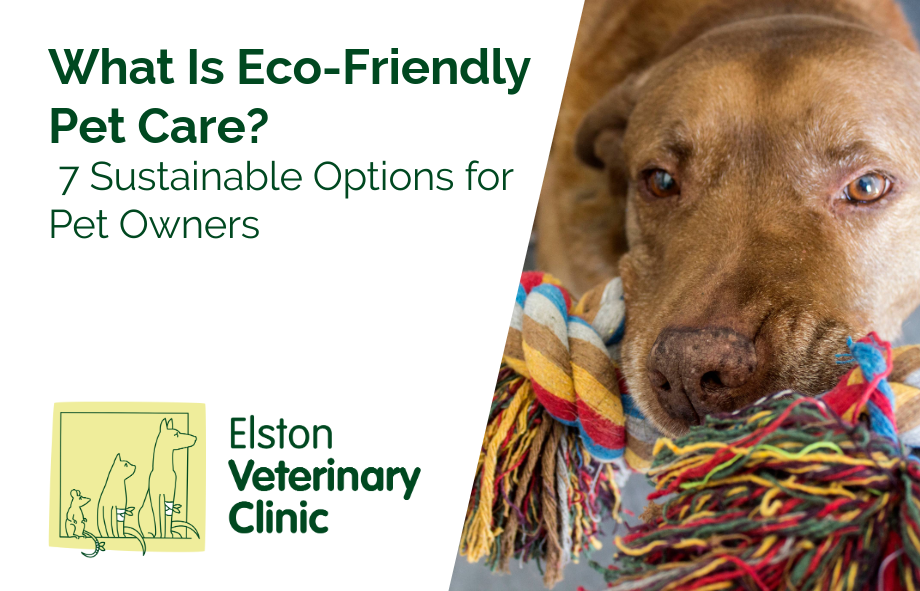 What Is Eco-Friendly Pet Care? 7 Sustainable Options for Pet Owners