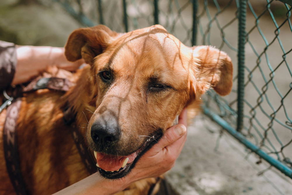 Eco-Friendly Pet Care | Adopting a Pet