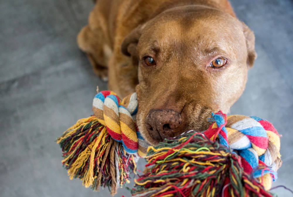 Eco-Friendly Pet Care | Greener Pet Productd