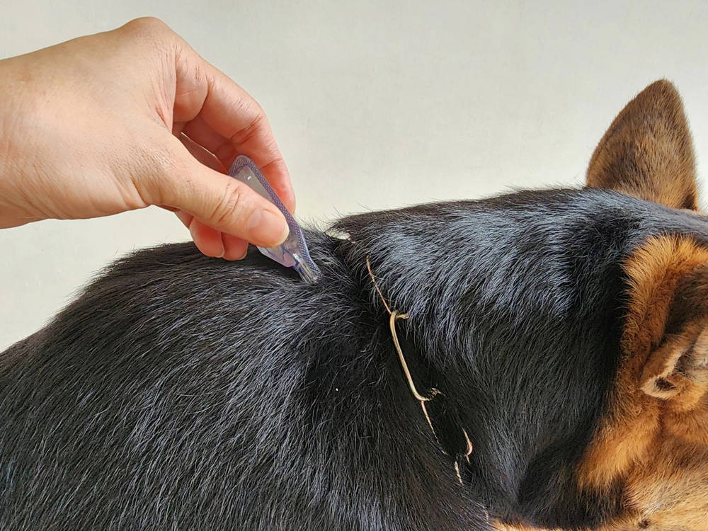 Eco-Friendly Pet Care | Responsible Parasite Control