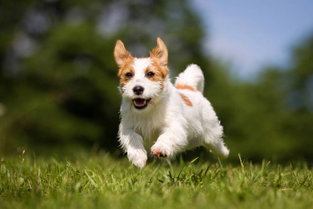 Eco-Friendly Pet Care | Local Walks and Outdoor Travel