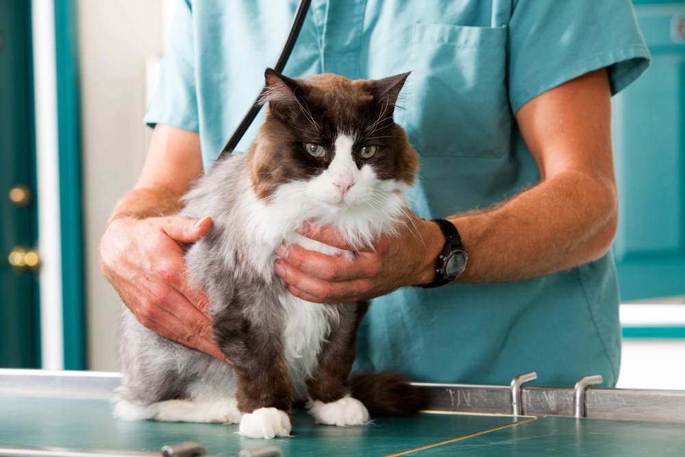 Eco-Friendly Pet Care | Vet Help and Advice