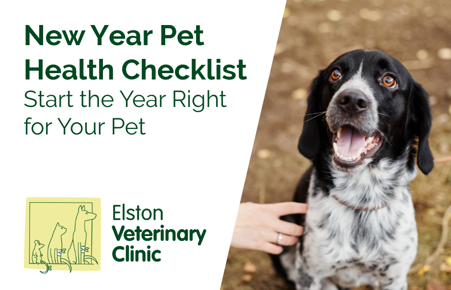 New Year Pet Health Checklist: Start the Year Right for Your Pet