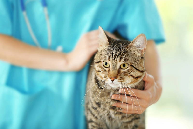 Health Checks | New Year Pet Health Checklist | Elston Vets