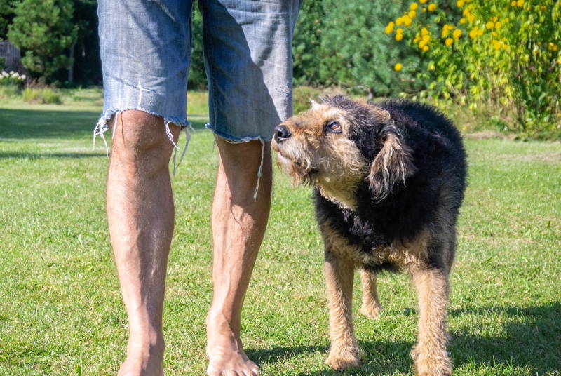 Senior Checks | New Year Pet Health Checklist | Elston Vets