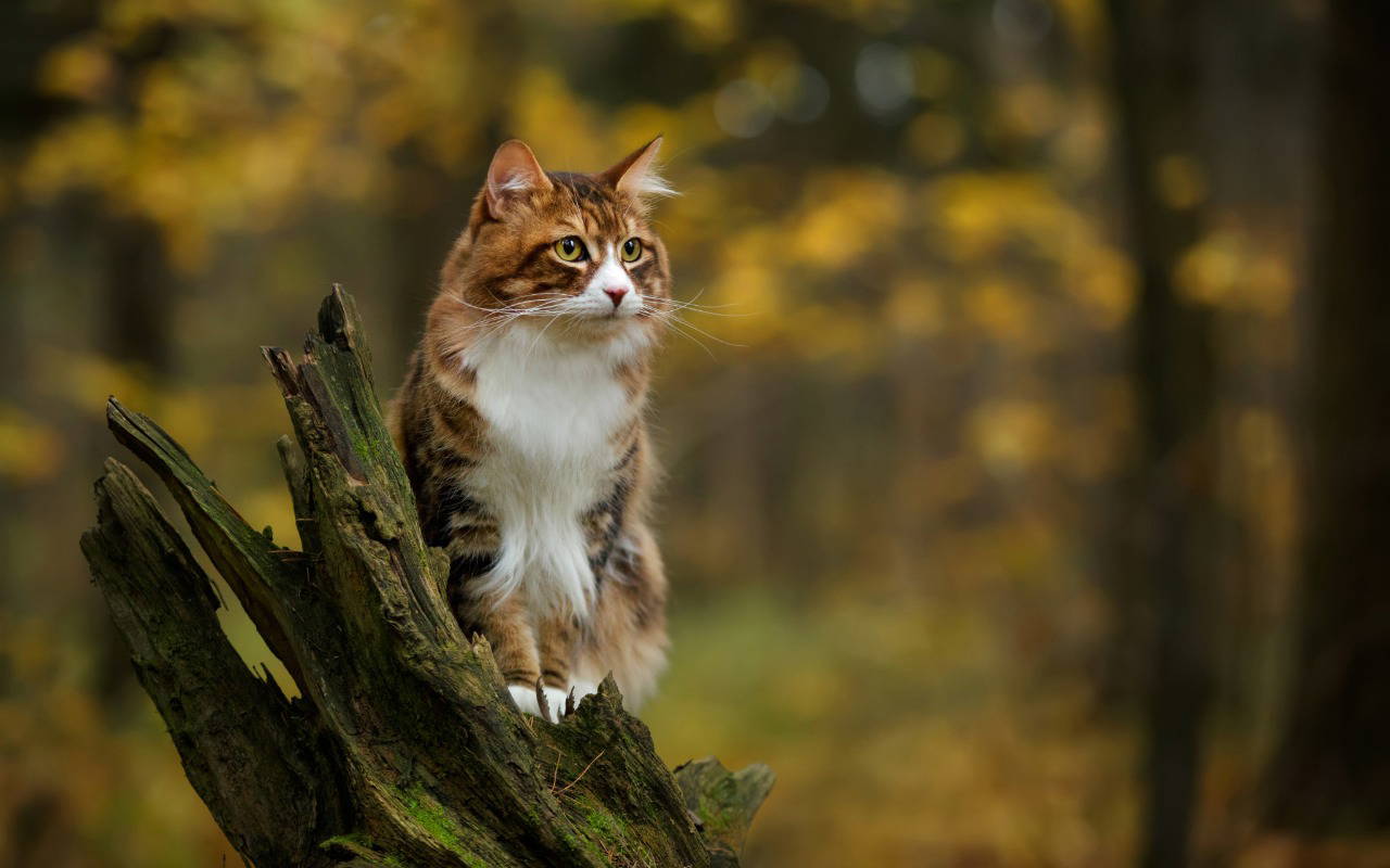 Sustainable parasite control at Elston Veterinary Clinic in Wiltshire using a risk-based approach to flea and tick treatment