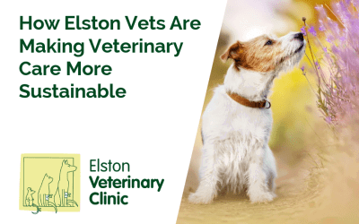 How Elston Vets Are Making Veterinary Care More Sustainable