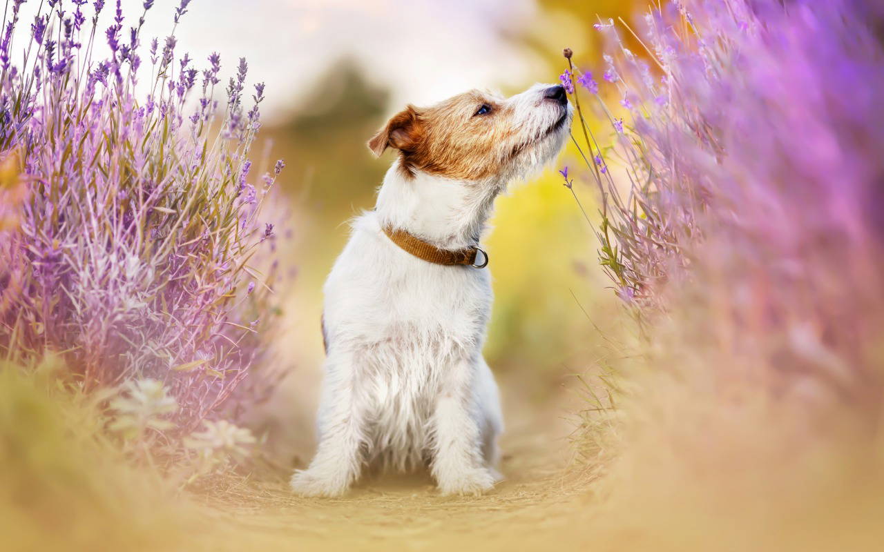 Sustainable veterinary care at Elston Veterinary Clinic in Shrewton, Wiltshire, focusing on environmentally responsible pet healthcare