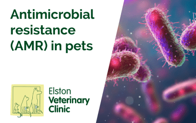 Antimicrobial resistance (AMR) In Pets