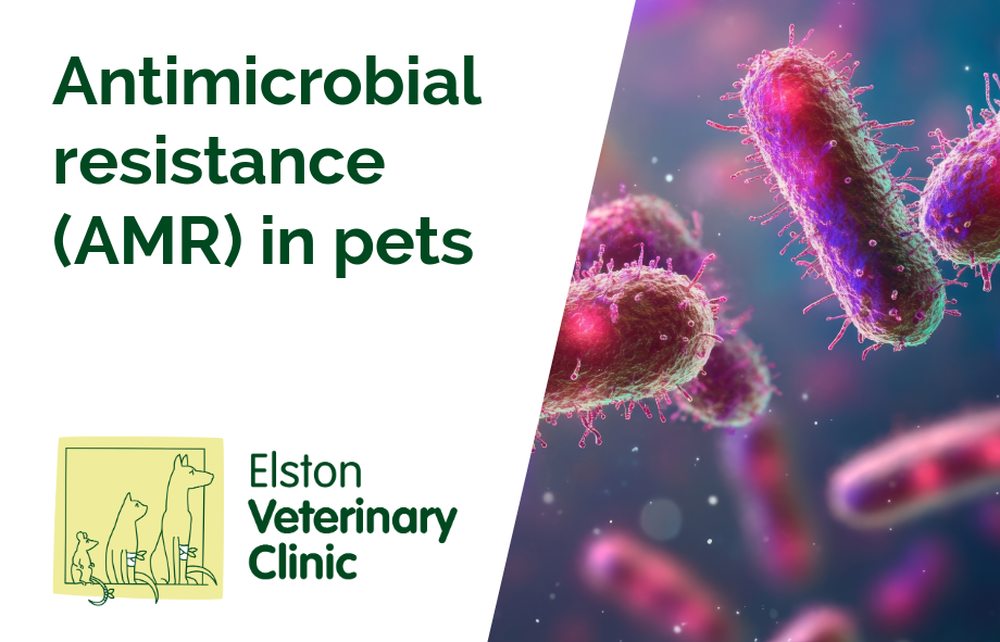 Antimicrobial resistance (AMR) In Pets