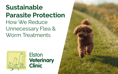 Sustainable Parasite Protection for Pets
