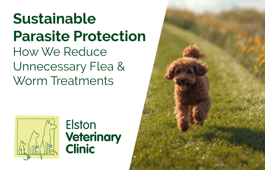 Sustainable Parasite Protection for Pets