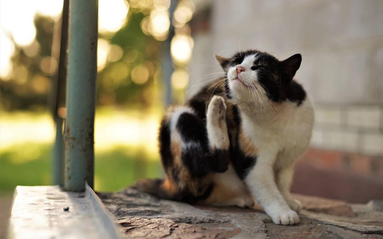 Black and white cat scratching outdoors, showing a common sign of fleas and the need for responsible parasite control