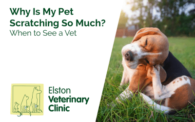 Why Is My Pet Scratching So Much? When to See a Vet