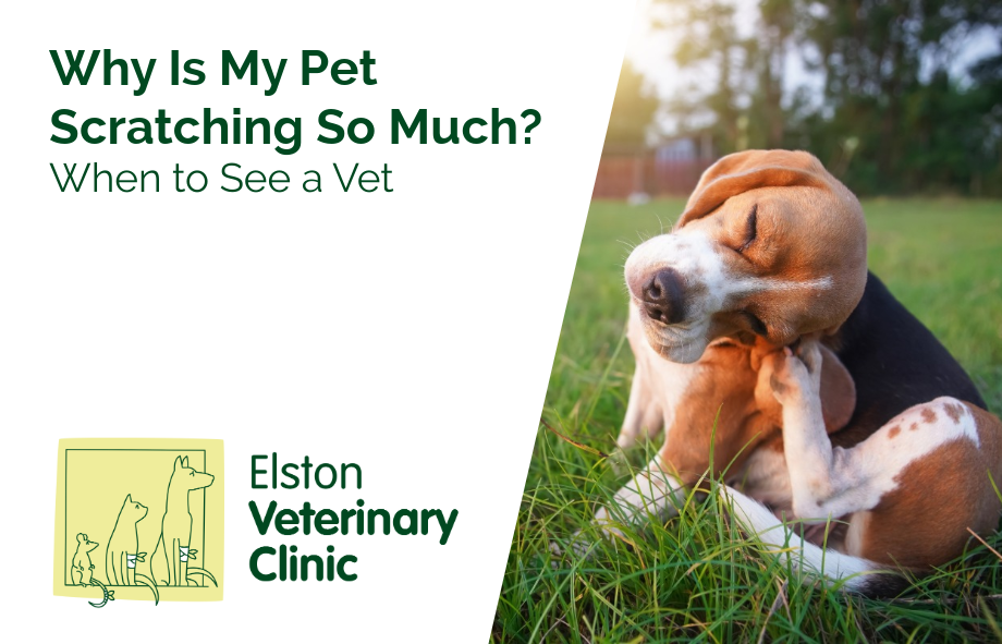 Why Is My Pet Scratching So Much? When to See a Vet