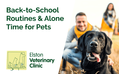 Back-to-School Routines & Alone Time for Pets