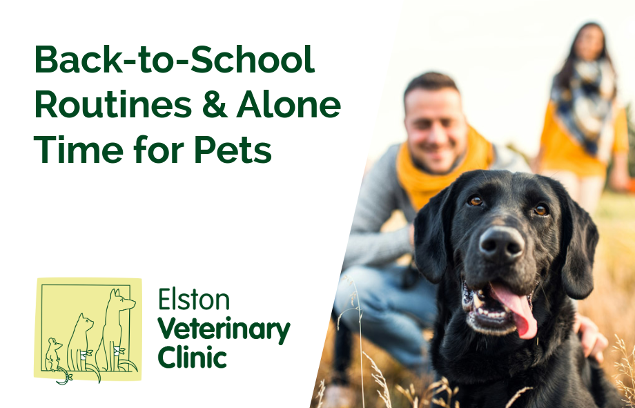 Back-to-School Routines & Alone Time for Pets