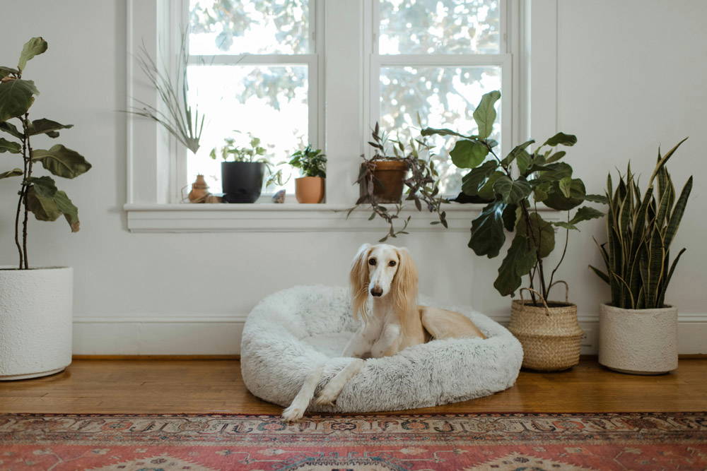 Back to school - leaving pets alone | Hythe Vets