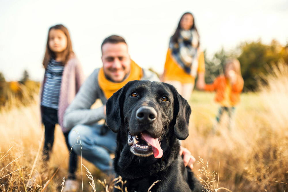 Back to school - alone time for pets | Elston Vets